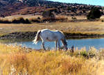 horse in pasture